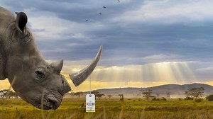 527K views · 3.7K reactions | What is the cost of conservation? Some of the answers may surprise you... Watch the new trailer for #TrophyTheFilm - coming to select theaters September 8th. | Trophy | Facebook