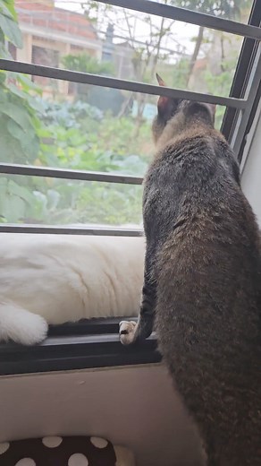 33K views · 940 reactions | The curious cat attentively looked at the butterflies flying in the garden #fyp #cats #catsofinstagram #cute #adorable #donpets | Don Pets | Facebook