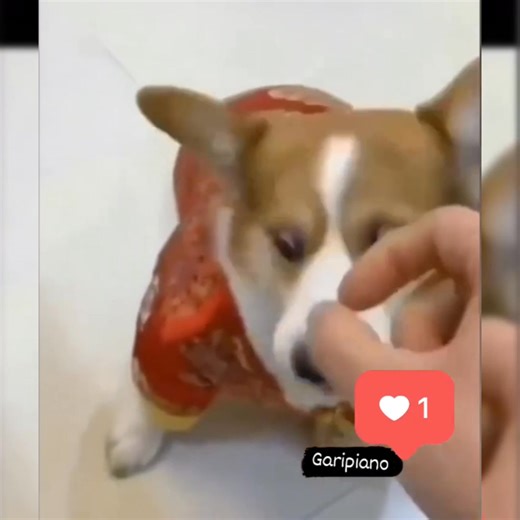 1.9M views · 23K reactions | I'm angry now, let's stop talking to each other  #TrendingNow #ViralVideo #AmazingVideos #USA #UnitedStates #India | Inspiring Life Moments | Facebook