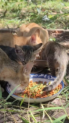 Very Calm Feeding Routine with My Adorable Pets #pawandhoofmoments #cuteanimals #cutecats #cutepets