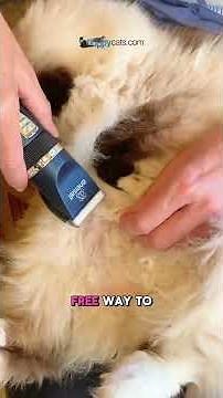 Pain-Free Dematting: How I Used a Clipper to Restore Comfort to a Senior Cat #HolidaysOnShorts 💖