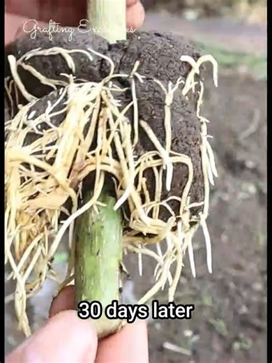 24K views · 243 reactions | Marcotting Example #orange #lemon #marcotting #airlayering #Grafting #gardening | Grafting Examples | Facebook