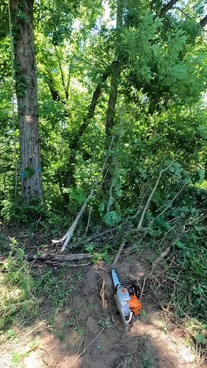 Full video on our page | Boys In The Woods