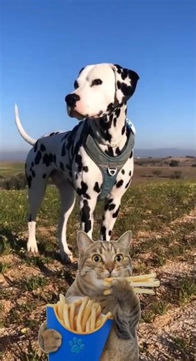 El problema oculto del Dálmata #datoscuriosos #animales #naturaleza