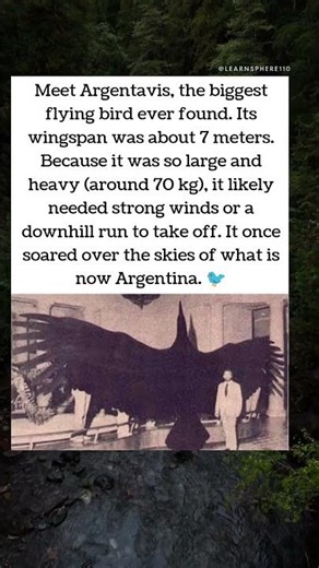 The Giant Bird of Ancient Skies 🦅