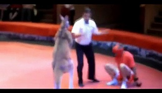 Amazing boxing Match- Man Vs kangaroo Amazing  Boxing Fight - Video Dailymotion