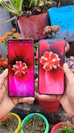 Motorola G85 5G🆚iPhone 15⚡Camera Test📸#iphone15 #viralshorts #motog85 #viral #shorts #trending #tech