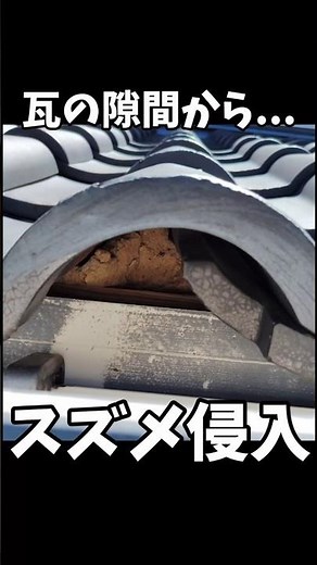 瓦の隙間からスズメ侵入…屋根の対策🔨 #リフォーム #DIY #renovation