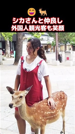😄🦌なんでこんなにカワイイの！？シカちゃんたちと仲良く記念撮影！奈良・東大寺の南大門で鹿と遊ぶ外国人観光客 #外国人の反応 #外国人観光客 #shorts #奈良 #鹿