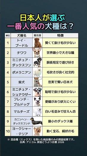 【2026最新】日本で一番人気の犬種TOP10