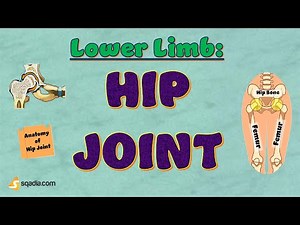 Lower Limb: Hip Joint | Bones, Joint Capsule and Ligaments Anatomy