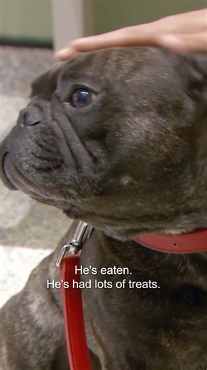 Vet tries to help aggressive French Bulldog 😵 | Bondi Vet