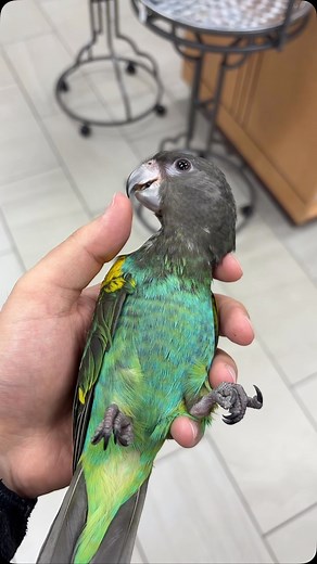 DNA and disease tested baby meyer parrots available. Only two left! Extremely tamed and friendly. | Exotic Bird Shop