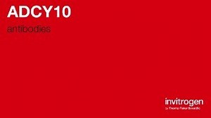 ADCY10 antibodies from Thermo Fisher Scientific