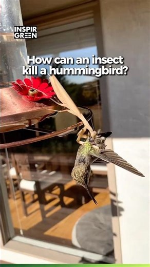 Praying Mantis Ambushes a Hummingbird at Feeder