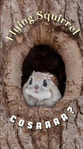 Hai detto scoiattoli... volanti? Cosaaa? 🐿️✨