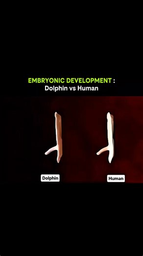 Knowledge Is Power | Life unfolds in fascinatingly similar ways—comparing dolphin and human embryos reveals nature’s hidden patterns 🐬🧬 At first glance,... | Instagram