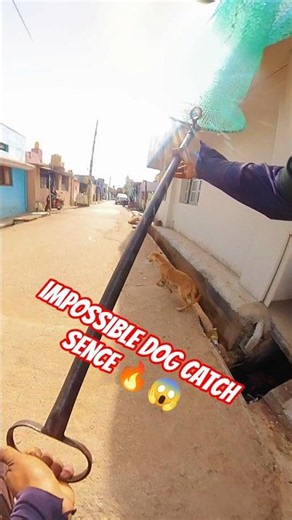 Sakamoto Power Full Dog Catching City #dog #streetdogrevival #ytviral #ytshorts #catch