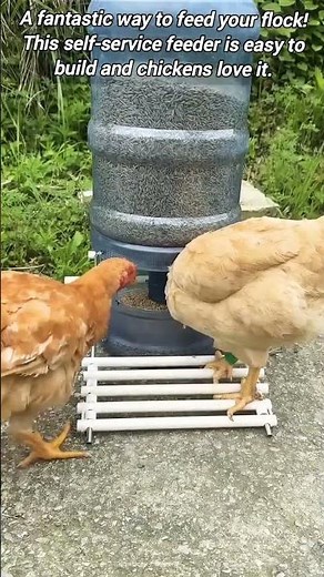 Smart DIY Automatic Chicken Feeder.