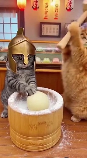 Funny Cat Videos Compilation Featuring Sora