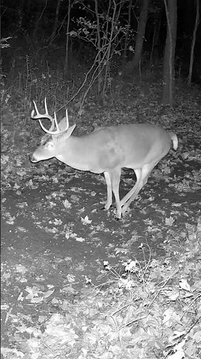 GIANT BUCK Caught Pooping in the Wild | Deer Behavior Up Close 🦌#shorts