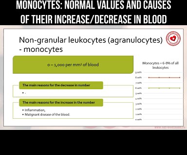 Monocytes: normal values and causes of their increase/decrease in blood