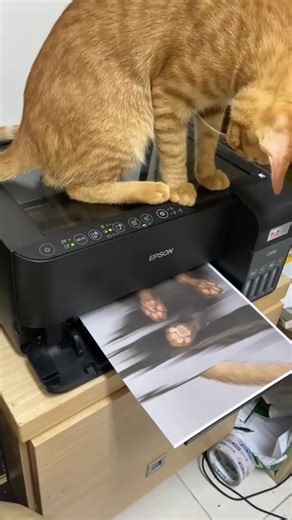 🧡Beautiful Meow Meow’s print | Crush on Cats