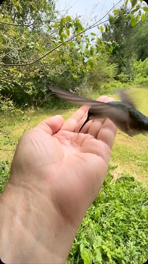 Female Ruby-throated hummingbird Renee. | Daniel Hipp