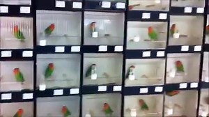 4.7K views · 96 reactions | BVA master lovebirds international. 2011 show class lovebirds collection. Like ⬇comment ⬇share ↩ subscribe on my YouTube channel #lahorebirds | Lahore birds | Facebook