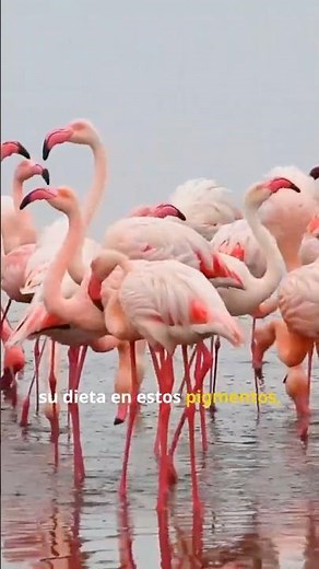 Why Are Flamingos Pink?
