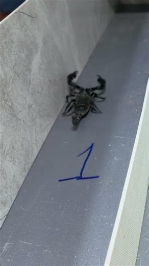 Wildform Theory : THE BLACK PHANTOM Awakes! Furious Scorpion Comeback! 🦂🔥