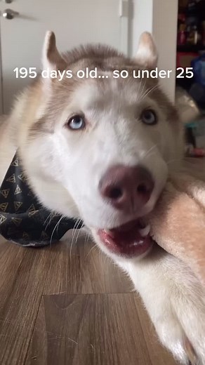 AppaTheHusky on TikTok