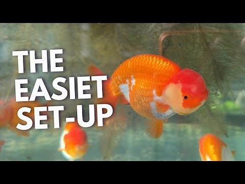 The LAZIEST Way to Set Up a Goldfish Tank (And It Works!)