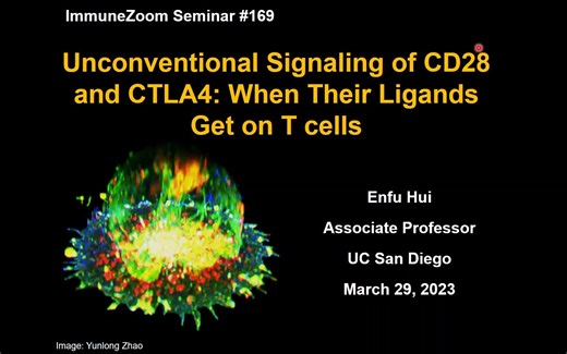 Unconventional signaling mode of CD28 and CTLA4