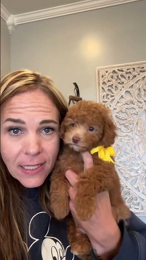 Carly’s Cavapoo boy- 10-14lbs full grown #cavapoopuppy #cavapoodog