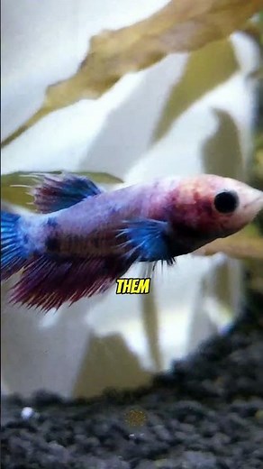 Why Your Betta Fish is Miserable