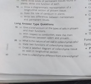 Name three kinds of permanent tissues found in plants. Write on... | Filo