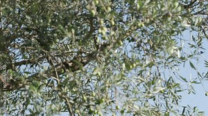 Olive harvester in action: shaking the olive tree branches full of olives