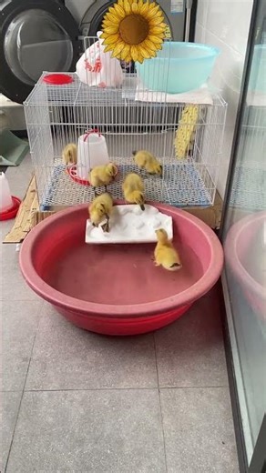 Cute little duck | Ducks swiming #duck #cute #funny #birds #chicken #shorts #viral