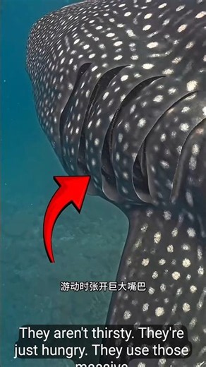​How Whale Sharks Eat Massive Amounts of Food! 🌊🦈 #whale #shorts #reels #fishing
