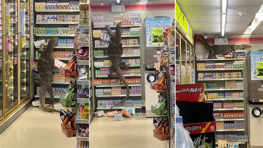 Giant Lizard Climbing Supermarket Shelves | Know Your Meme