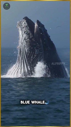 நீல திமிங்கலம் எனும் அதிசயம் 🐋| Alfriffy | #bluewhale #facts #tamil #shorts