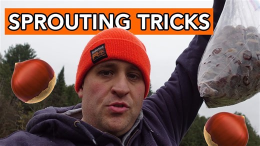 Sprouting Chestnut Seeds