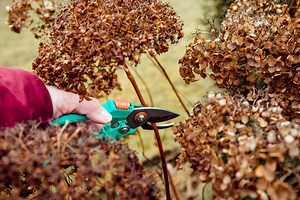 When To Cut Back Hydrangeas For Winter To Keep Them Healthy And Blooming