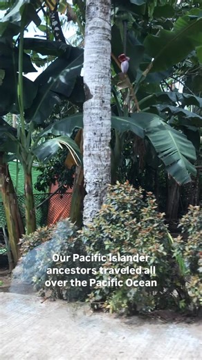 Faioso Leau on Instagram: "Our Pacific Island ancestors traveled all over the Pacific Ocean #pohnpei #pacificislanders #colonization"