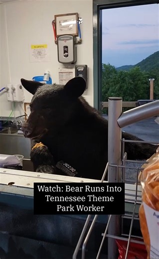 Can you blame this bear when the concession stand is called “Bear Can”? | The Weather Channel