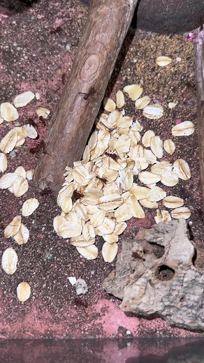 Feeding Oats to Leaf Cutter Ants for a Fungus Feast