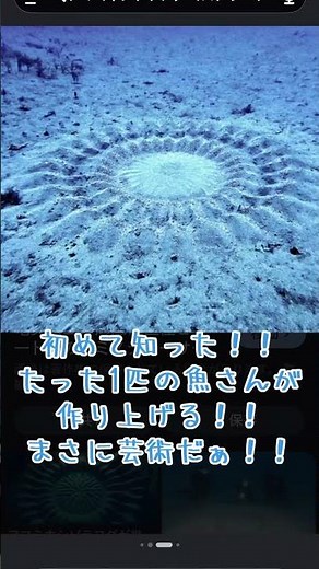 #アマミホシゾラフグ🐡#奄美#海底のミステリーサークル#初めて知った！#感動🥺