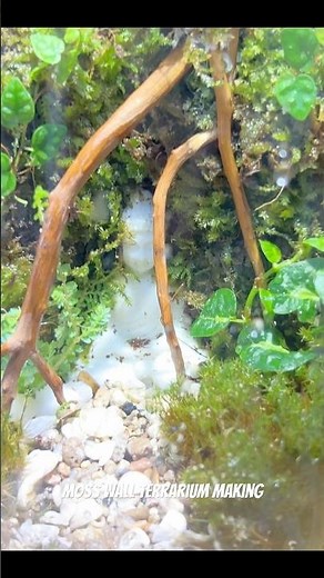 A Moss Wall Terrarium Step By Step | Watch full video on YT