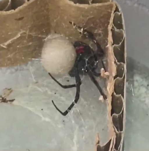 Dusty Moon Black Widow Egg Sac